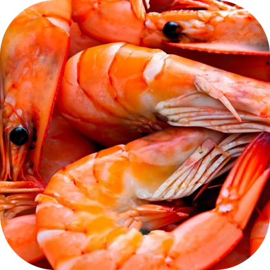 camarones