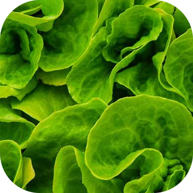 lechuga-1